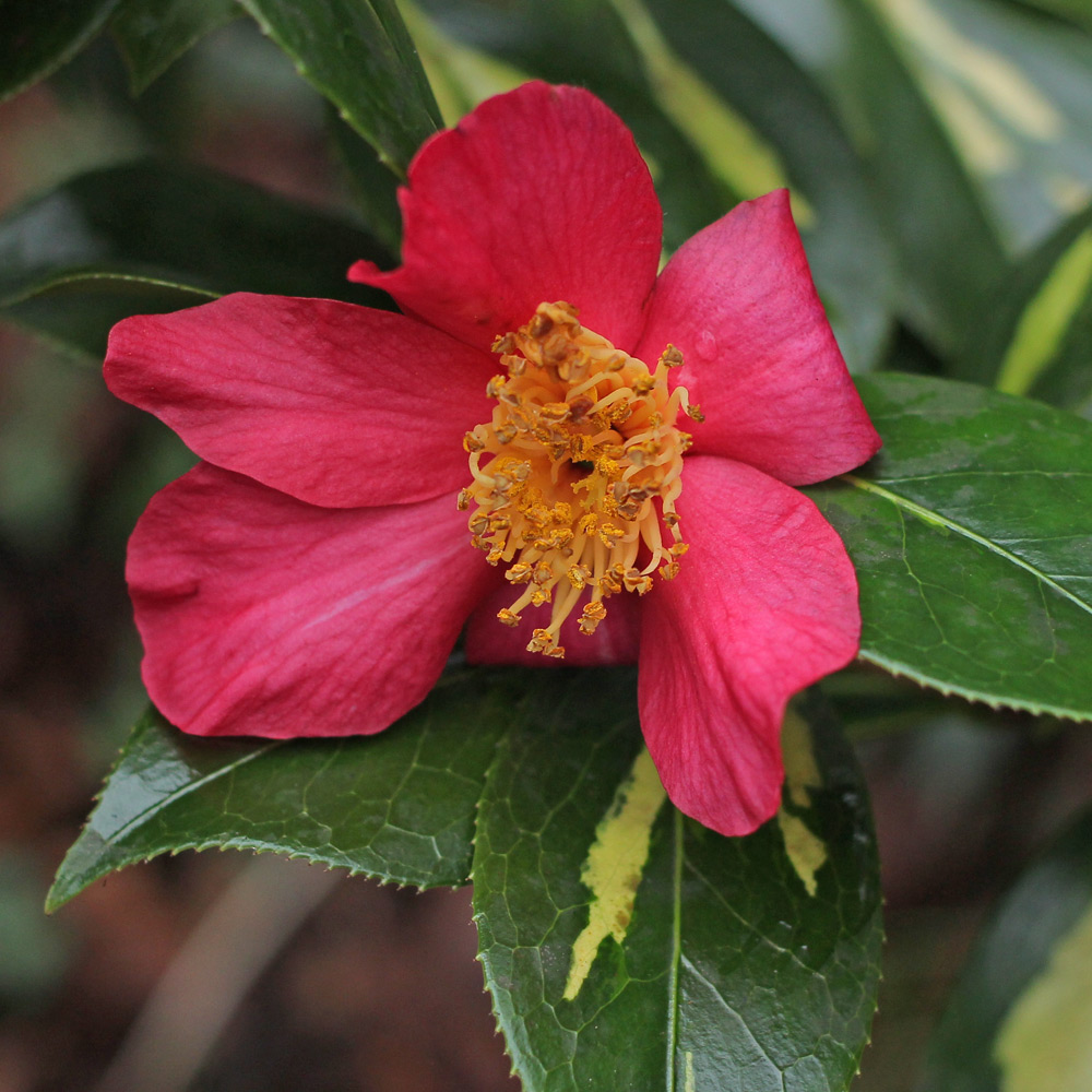 Camellia rusticana 'Reigyoku'