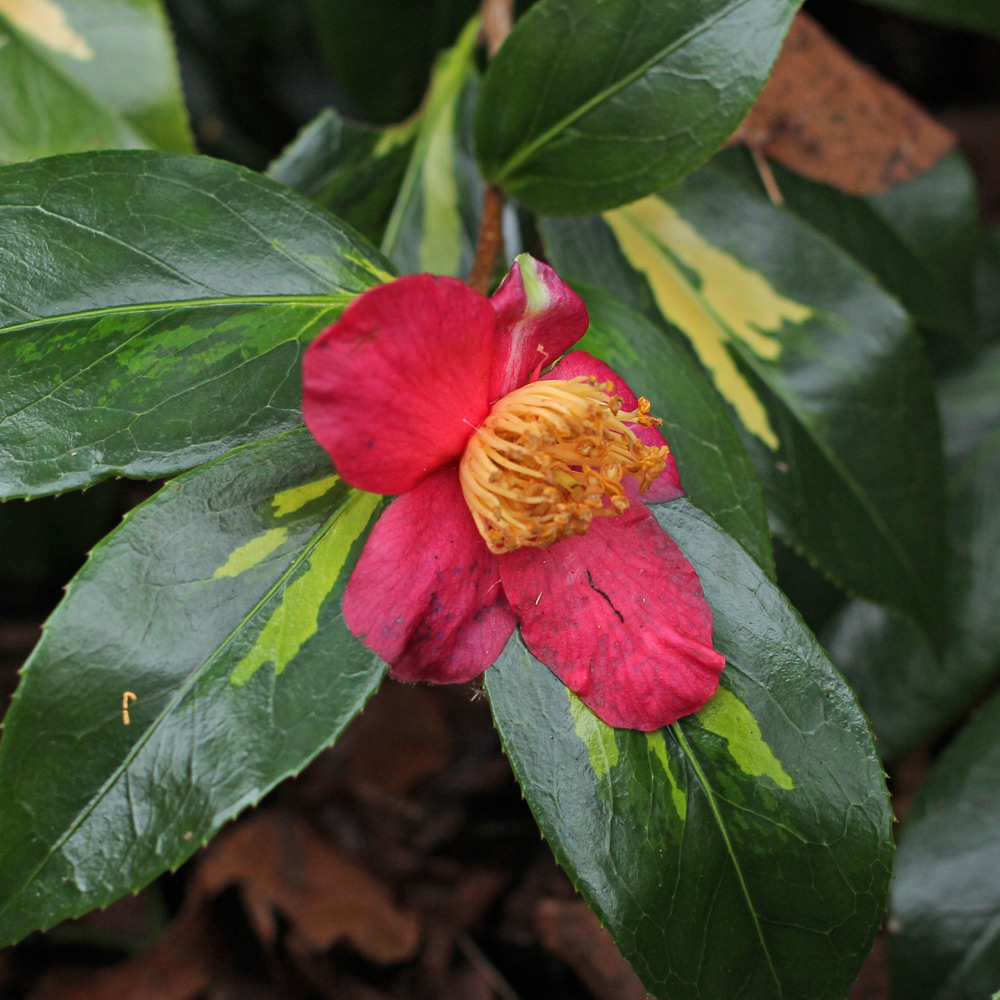 Camellia rusticana 'Reigyoku'