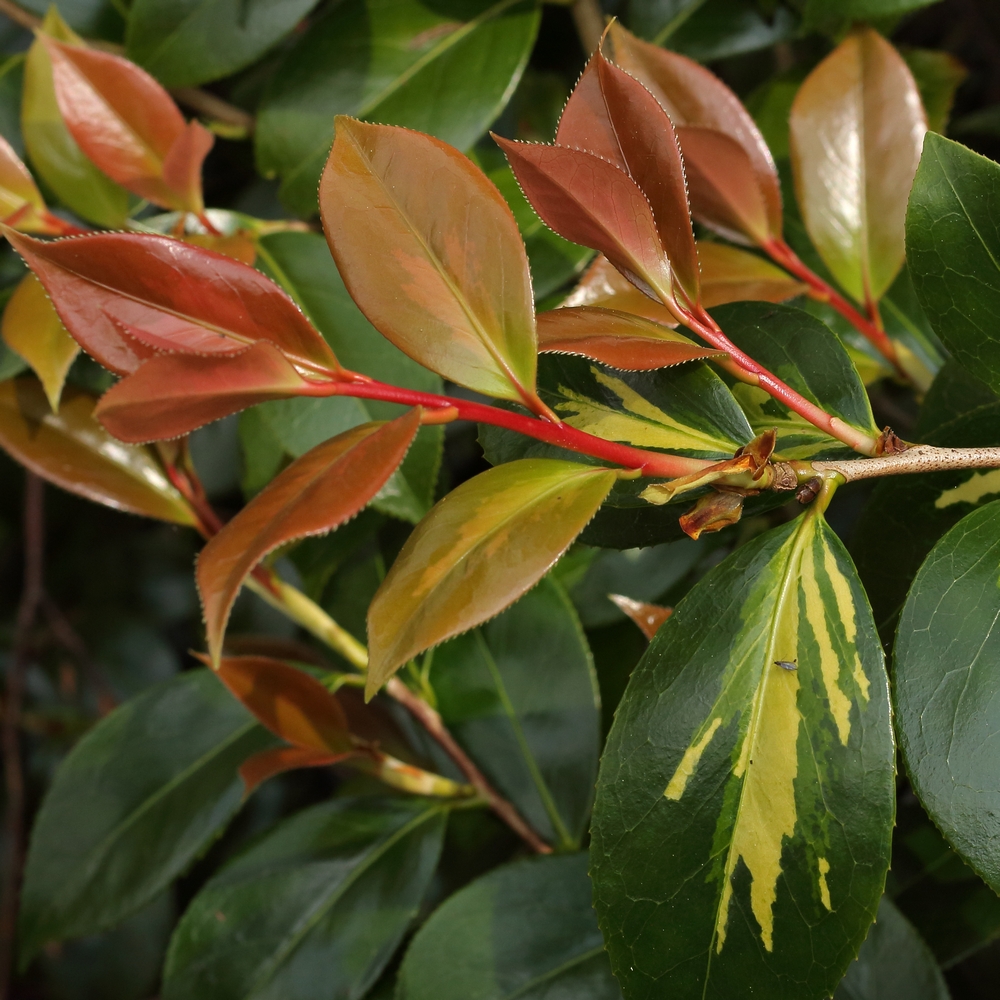 Camellia rusticana 'Reigyoku'
