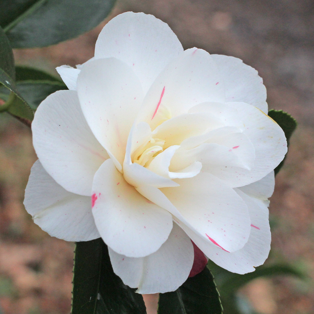 Camellia japonica 'Sabiniana'