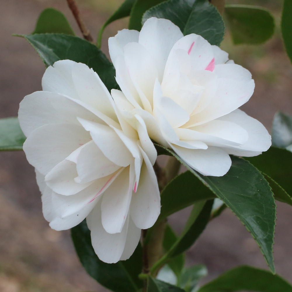 Camellia japonica 'Sabiniana'