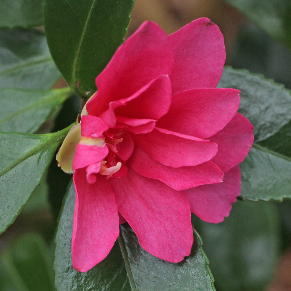 Camellia hiemalis 'Shishigashira'