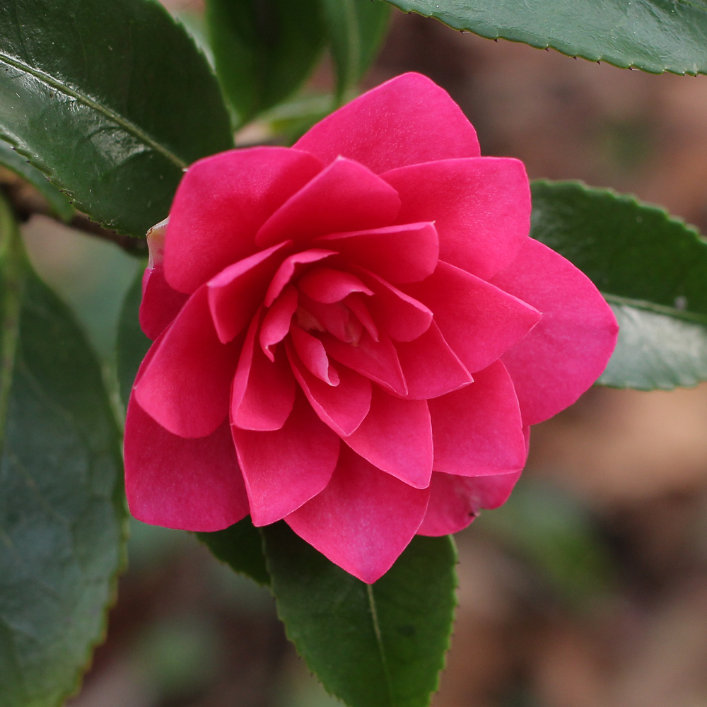 Camellia hiemalis 'Shishigashira'