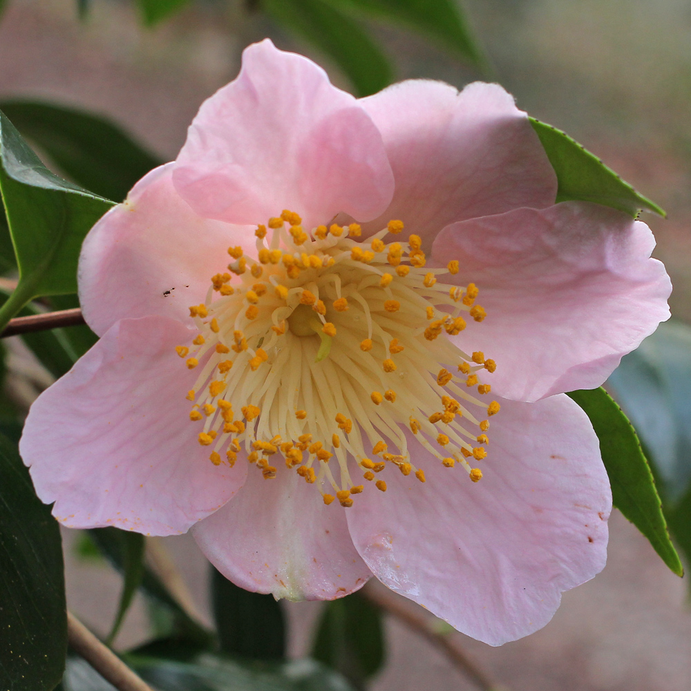 Camellia japonica 'Tarô’an'