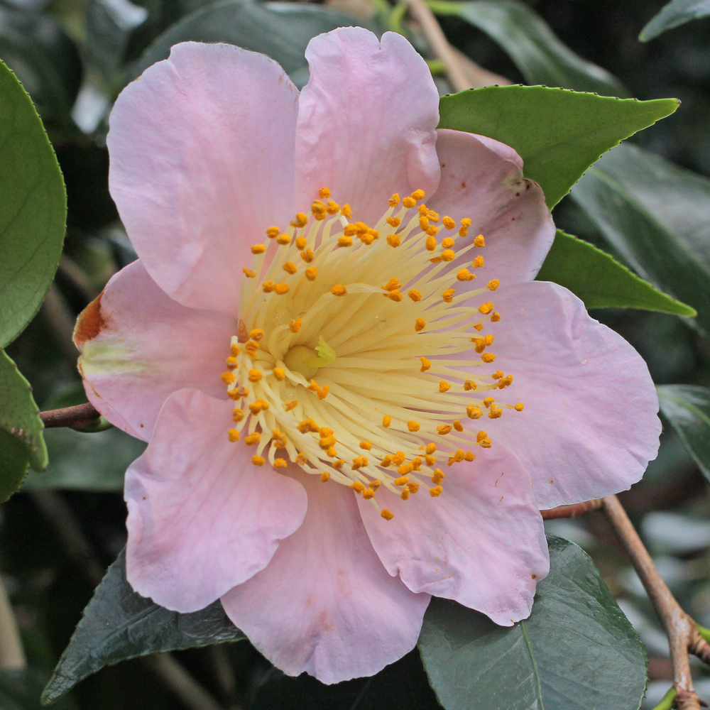 Camellia japonica 'Tarô’an'