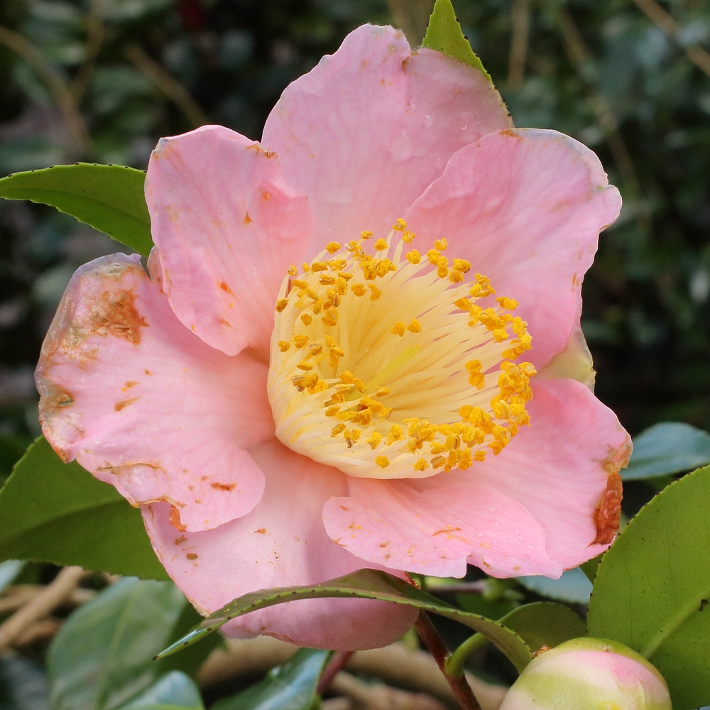 Camellia japonica 'Tarô’an'