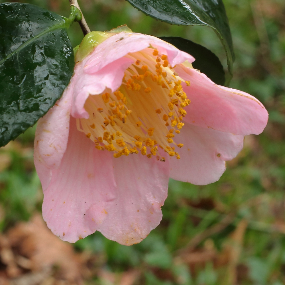 Camellia japonica 'Tarô’an'