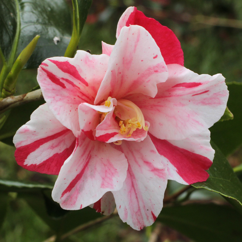 Camellia japonica 'Tricolor'