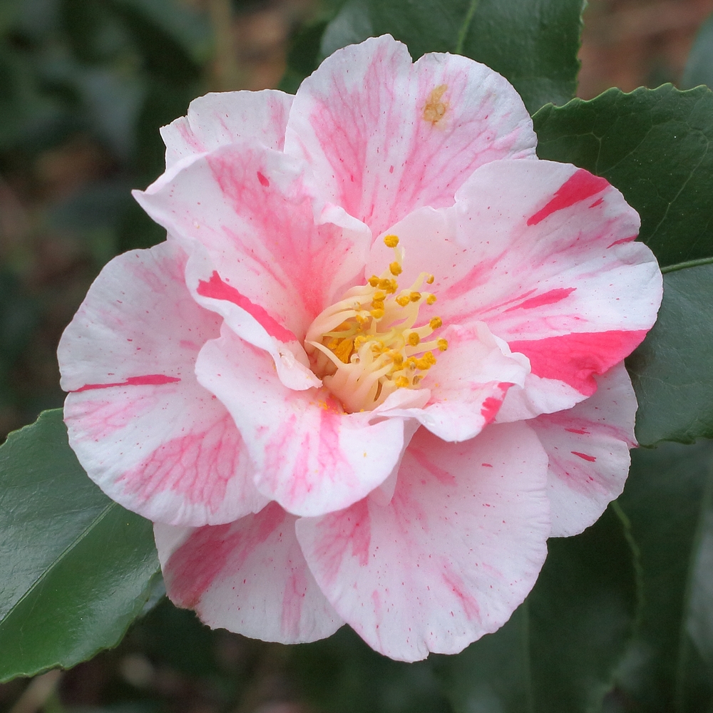 Camellia japonica 'Tricolor'