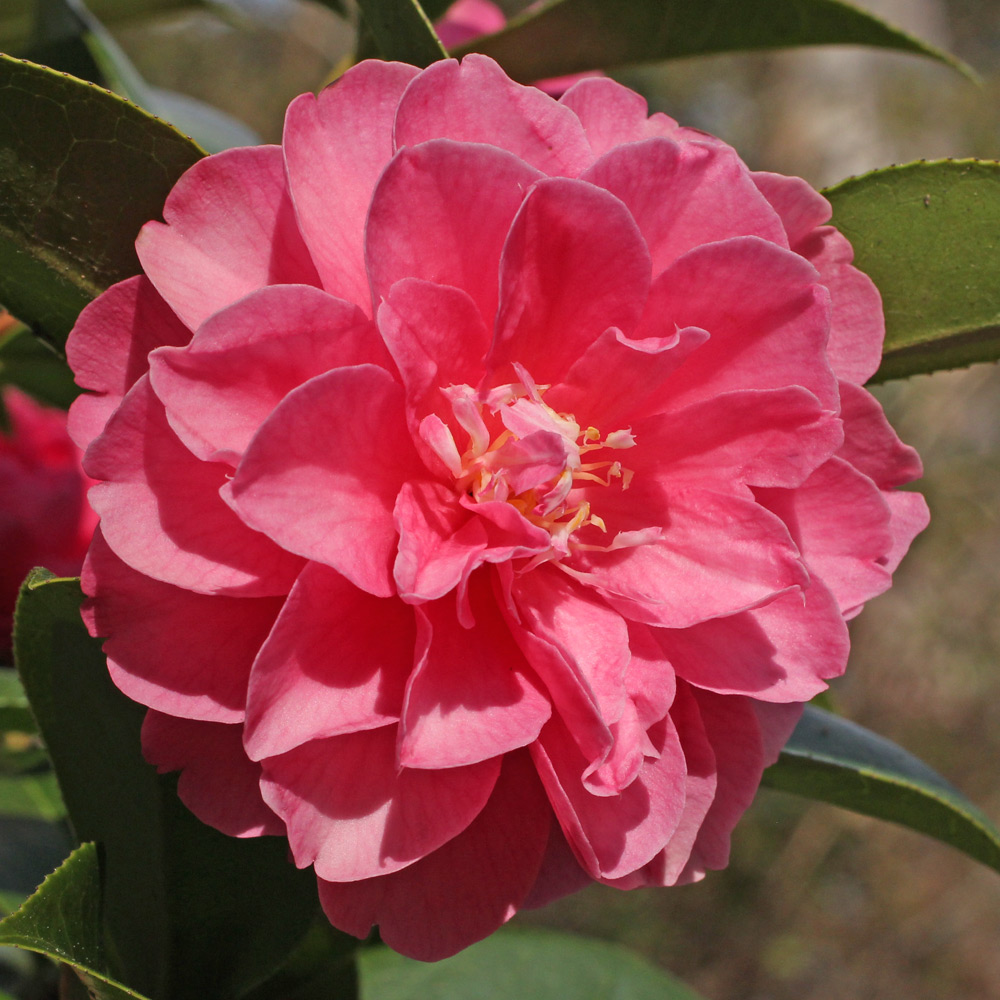Camellia 'Adorable'