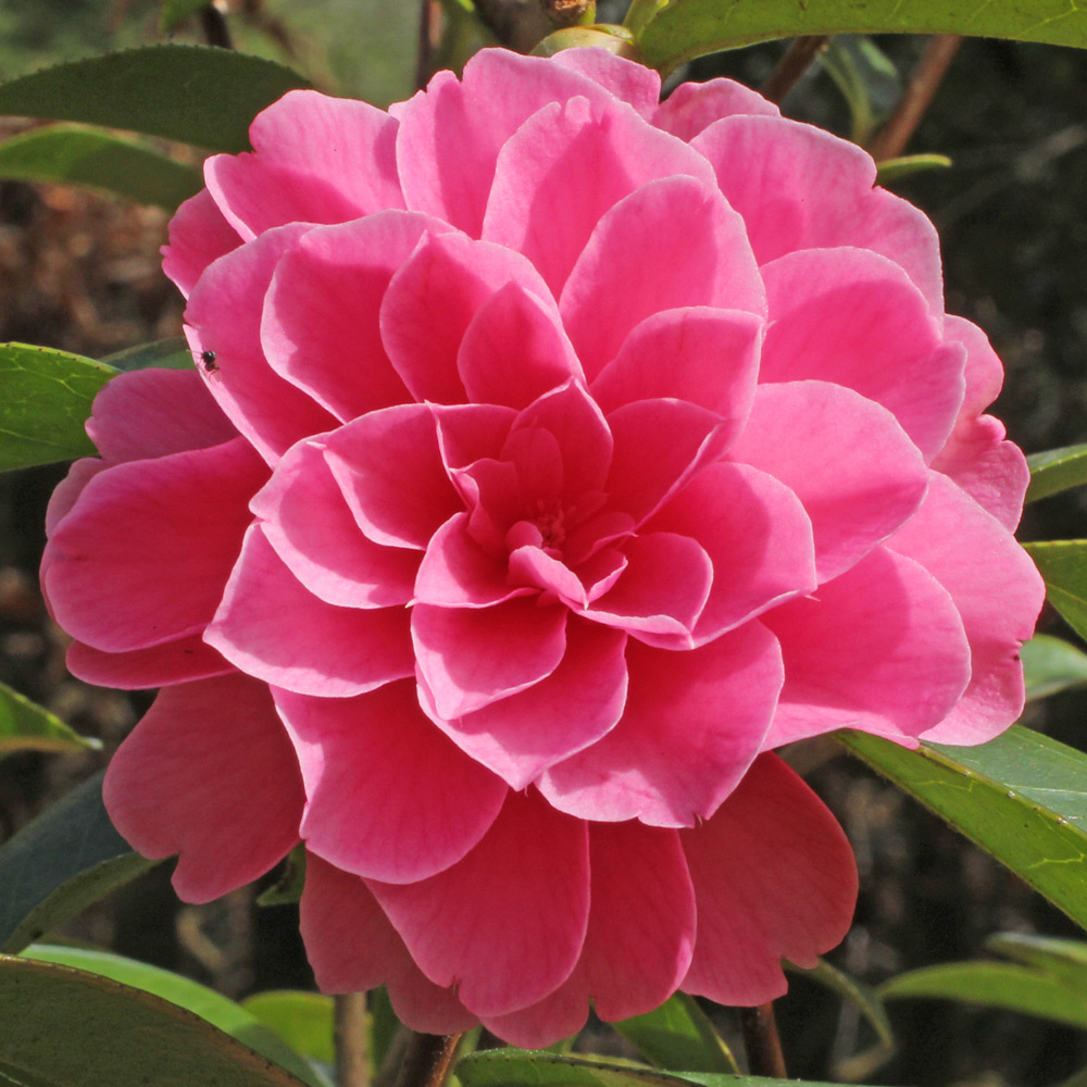 Camellia 'Adorable'