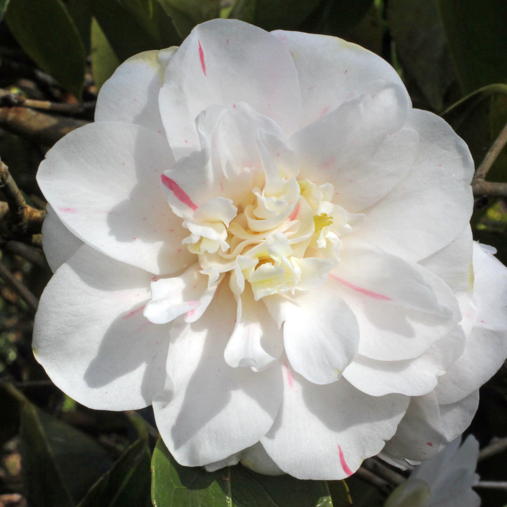 Camellia japonica 'Andromeda'