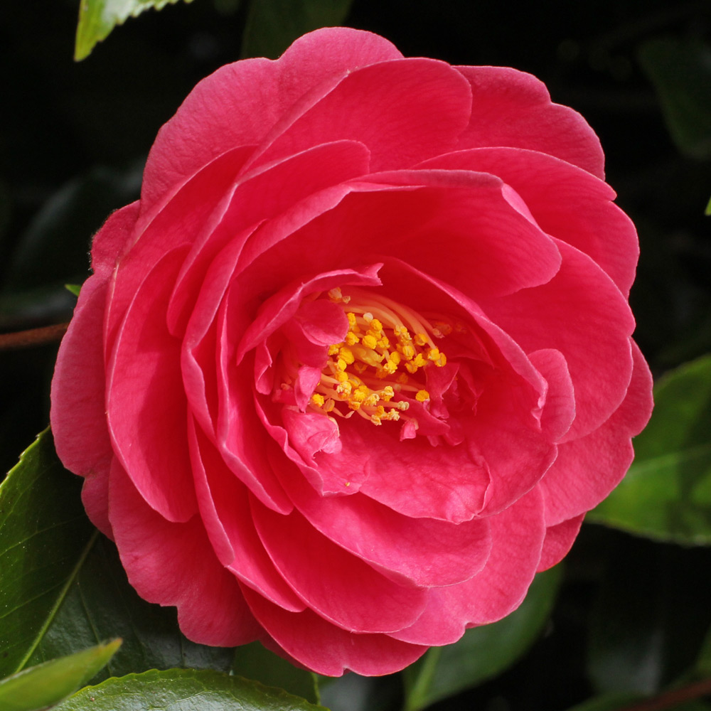 Camellia japonica 'Constance'