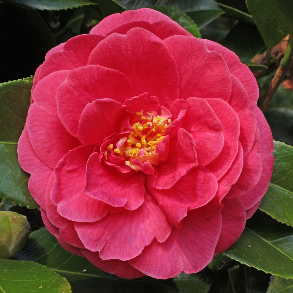 Camellia japonica 'Constance'