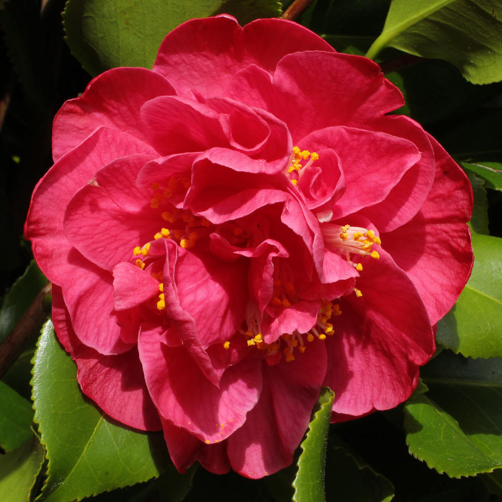 Camellia japonica 'Dr. King'