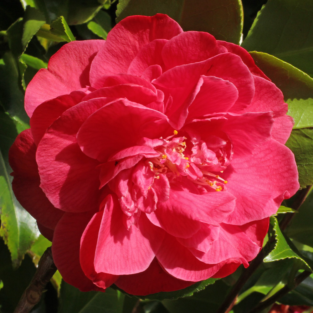 Camellia japonica 'Dr. King'