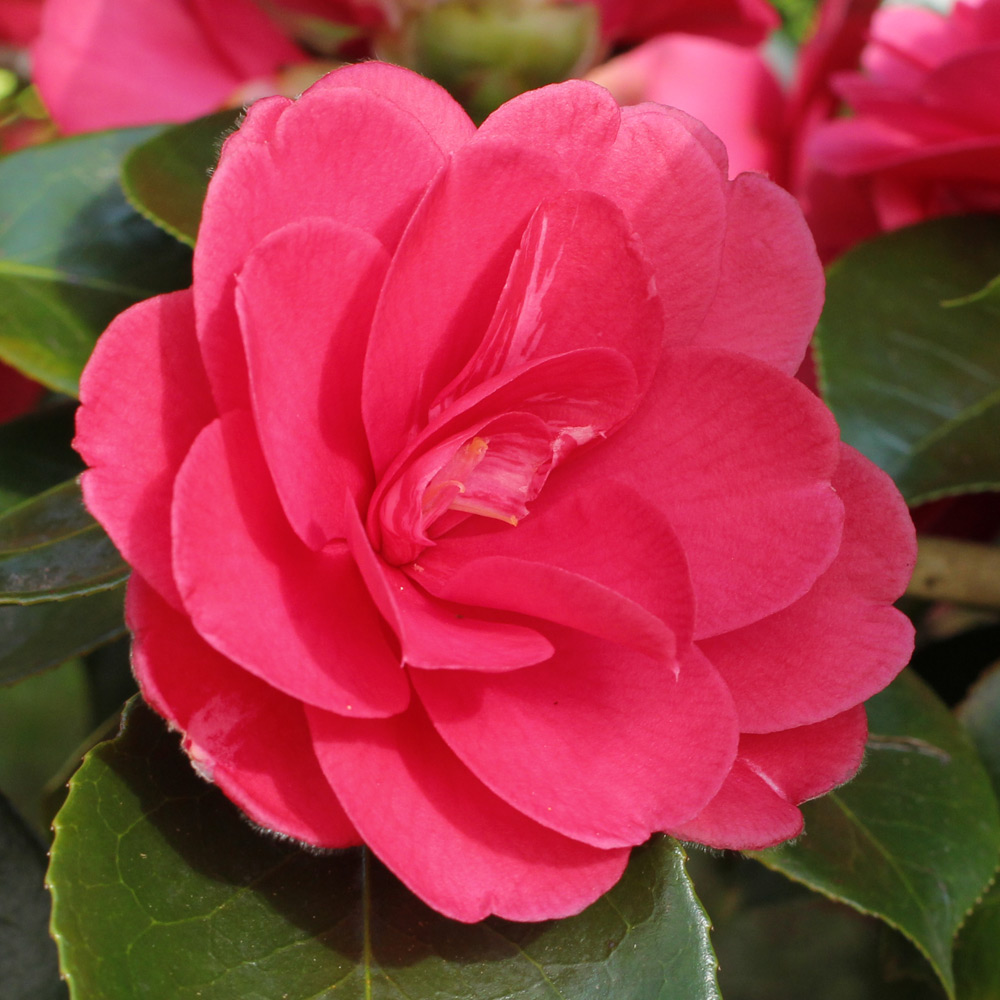 Camellia japonica 'Great Eastern'