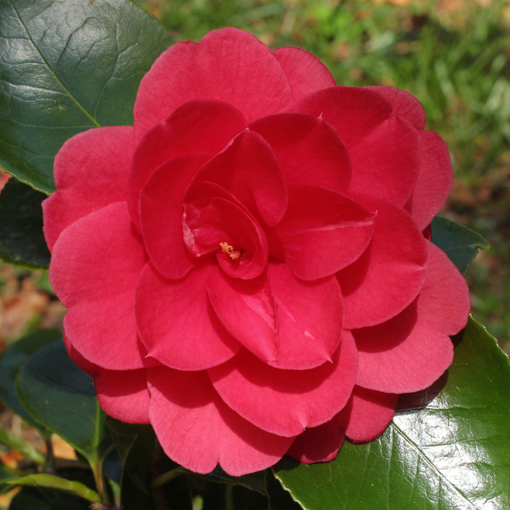 Camellia japonica 'Great Eastern'