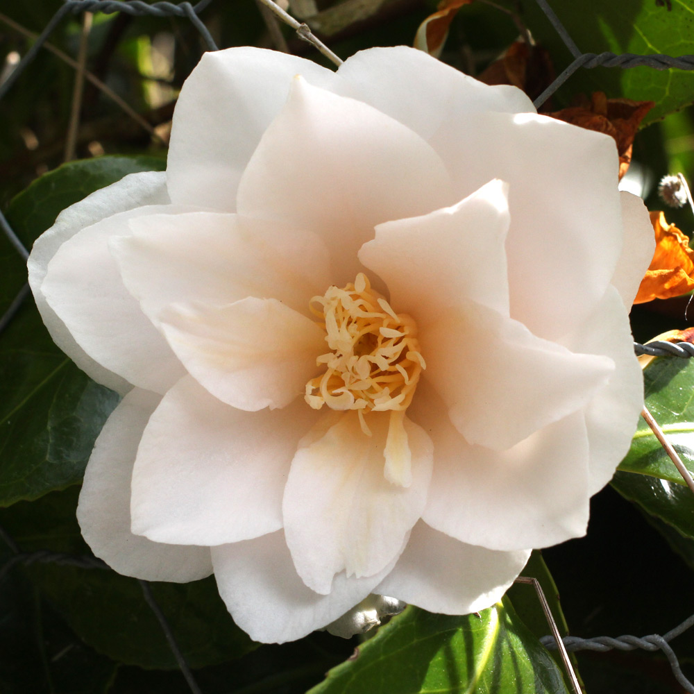 Camellia japonica 'Lilian Rickets'
