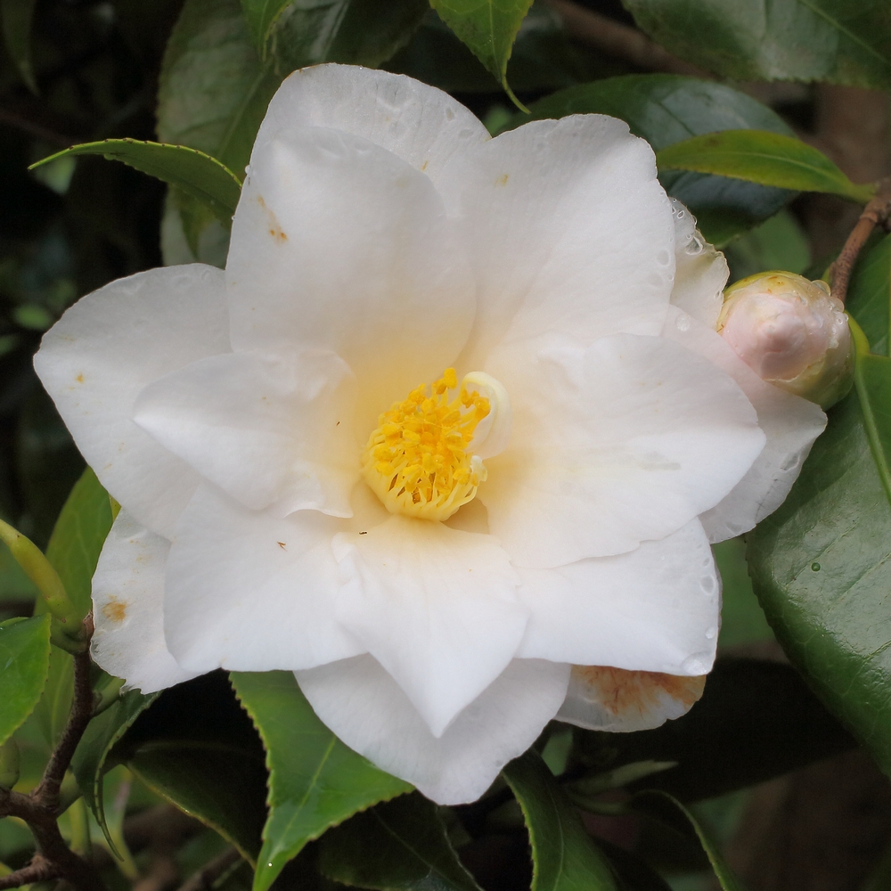 Camellia japonica 'Lilian Rickets'