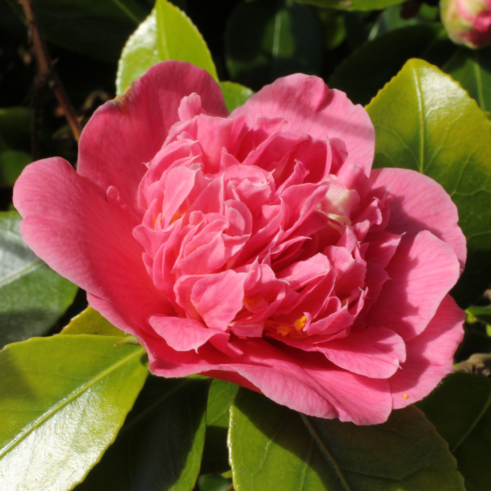 Camellia japonica 'Mrs Swan'