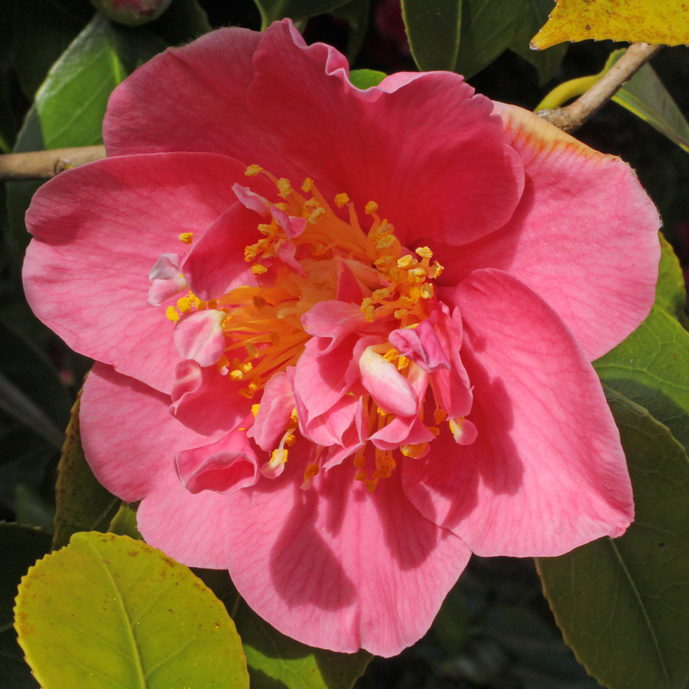 Camellia japonica 'Mrs Swan'