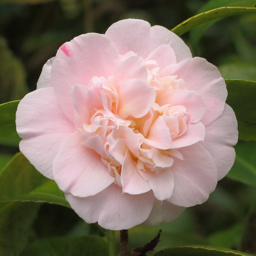 Camellia japonica 'Ardoch'