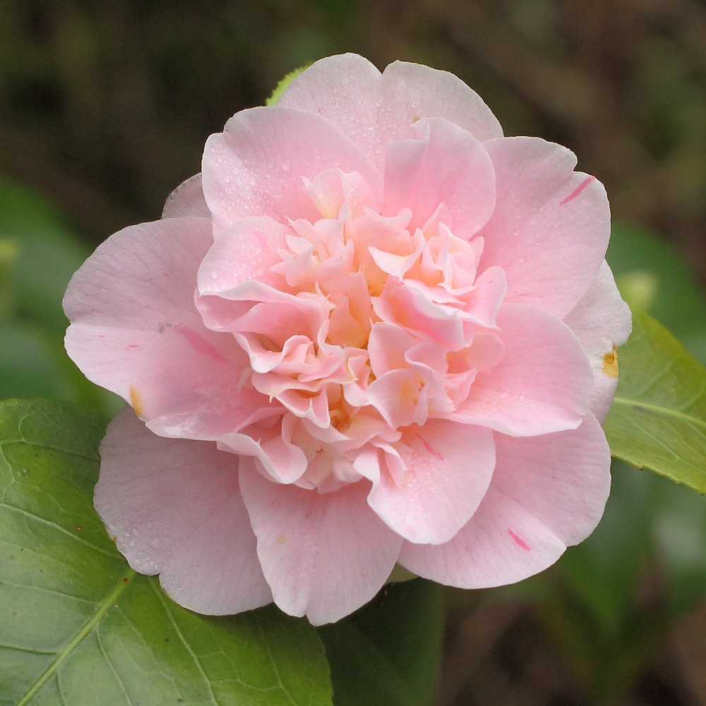 Camellia japonica 'Ardoch'