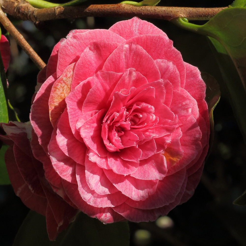 Camellia japonica 'Metallica'