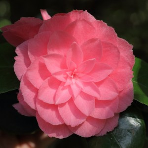Camellia japonica 'Prince Frederick William'