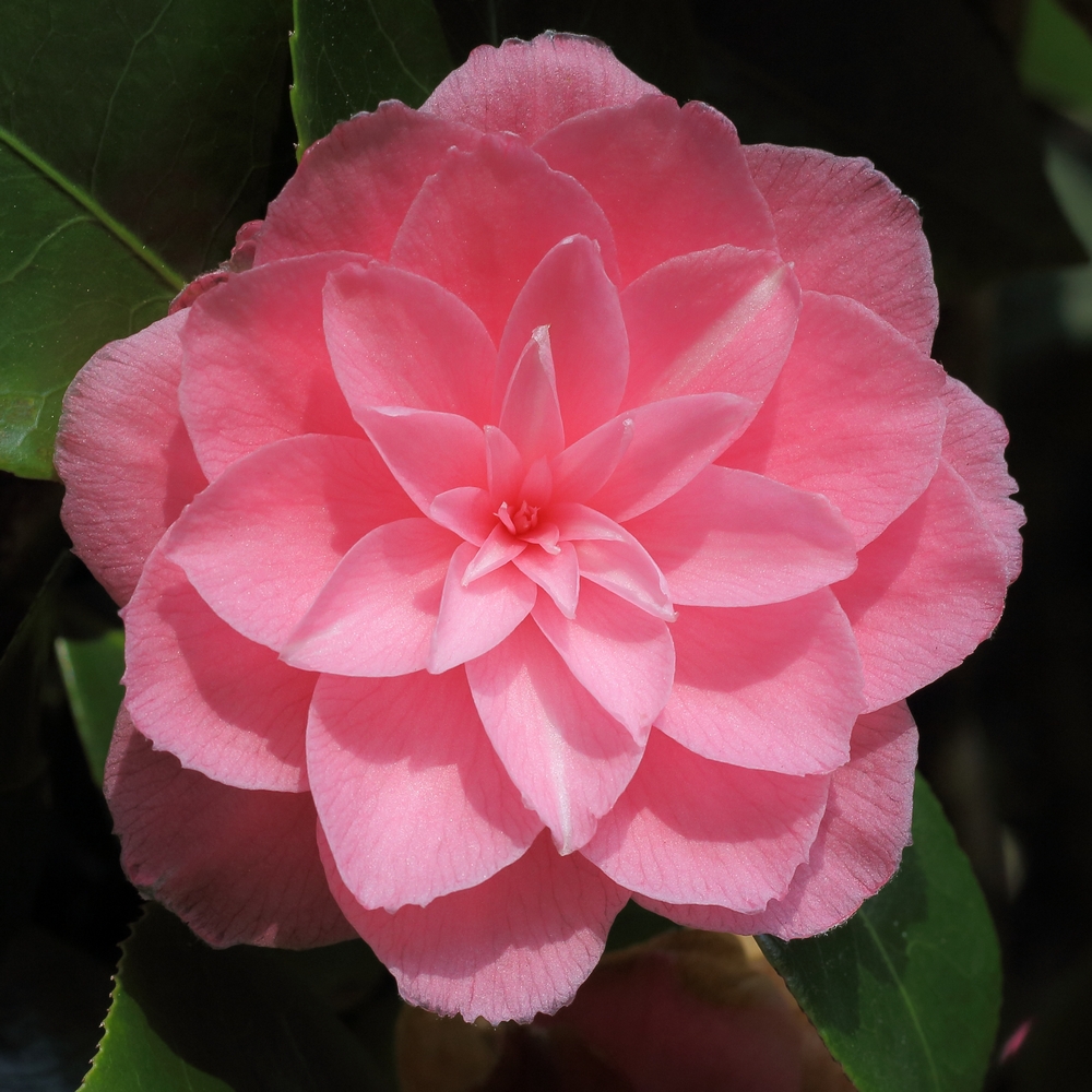 Camellia japonica 'Prince Frederick William'