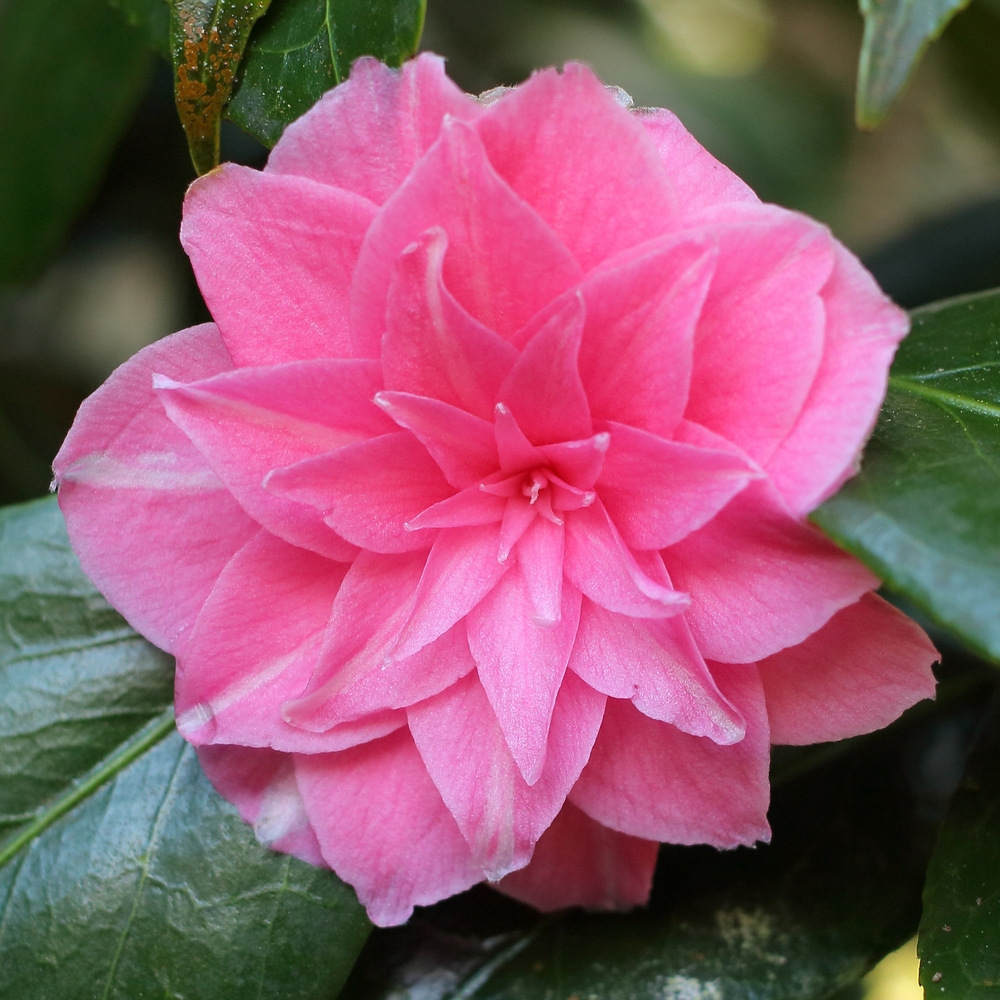 Camellia japonica 'Sheatheri'