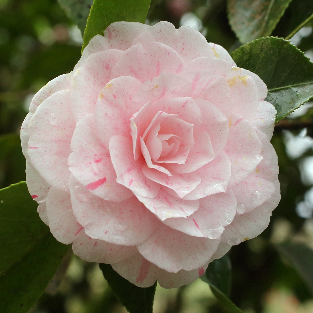 Camellia japonica 'William Bartlett'