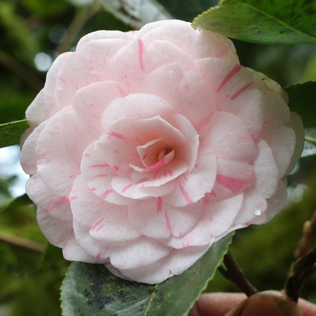 Camellia japonica 'William Bartlett' (4C-008) | Jim's Camellias