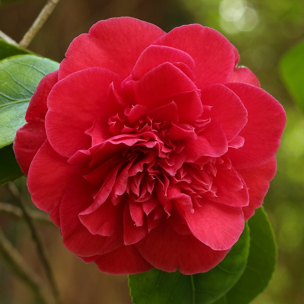 Camellia japonica 'Cathy Becher'