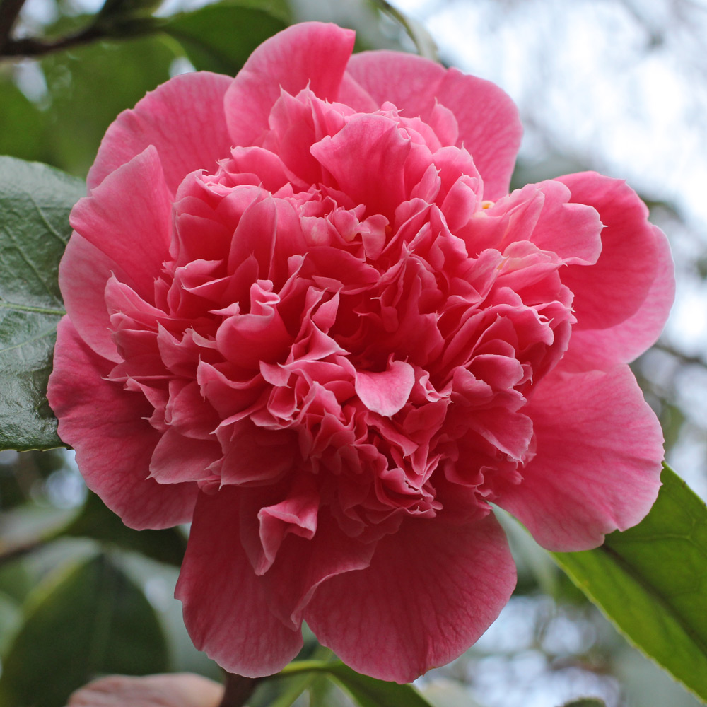 Camellia japonica 'Centenary'