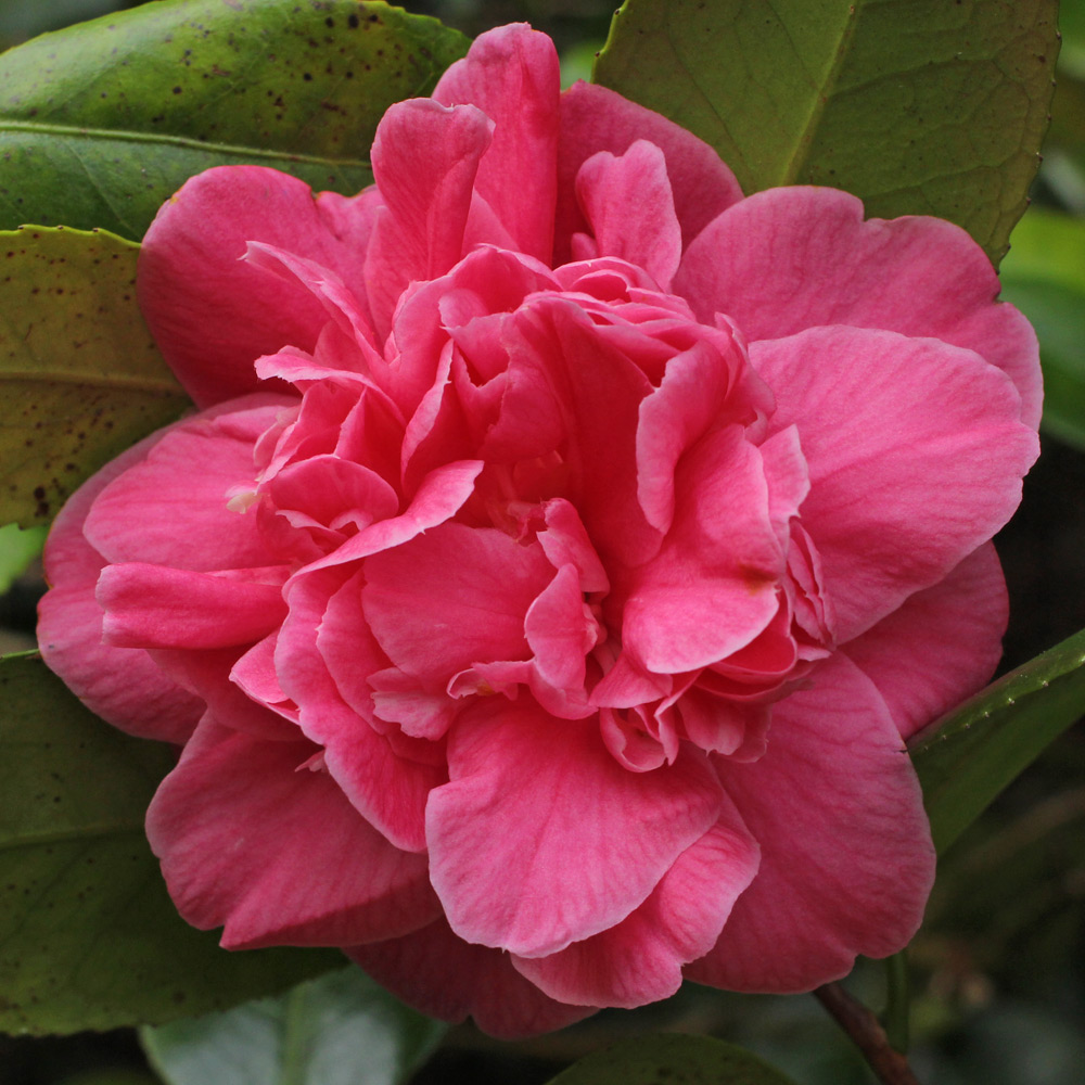Camellia japonica 'Chandlers Victory'