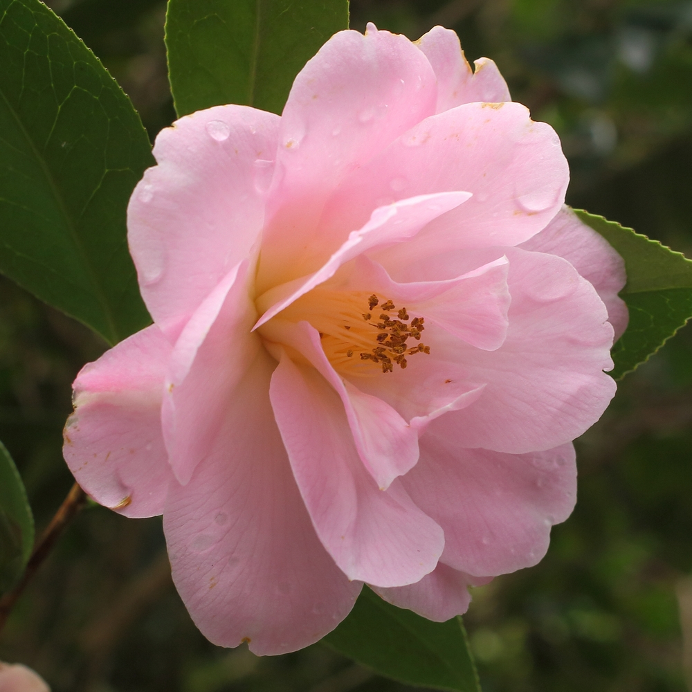 Camellia x williamsii 'Clarrie Fawcett'