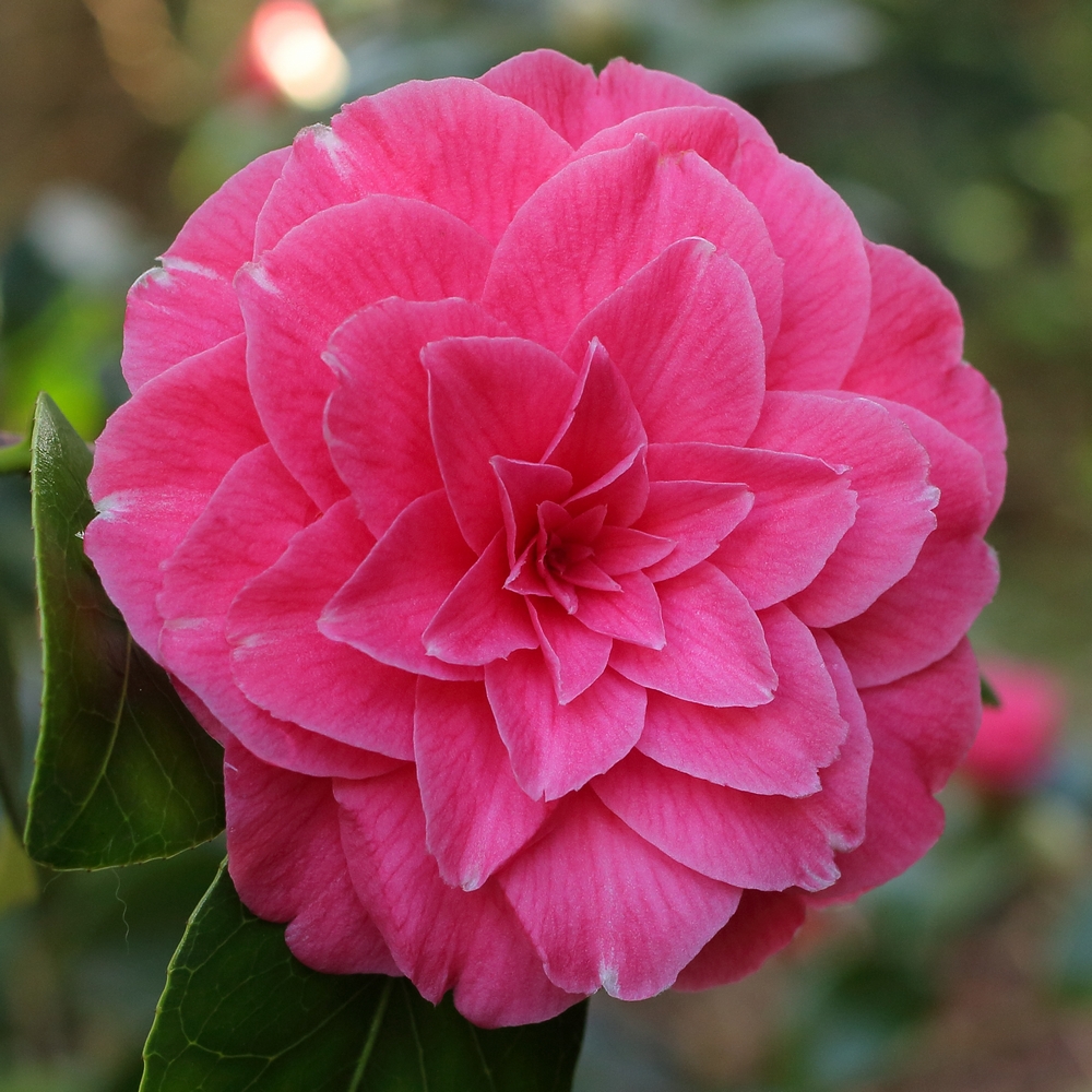 Camellia japonica 'Harriet Beecher Sheather'