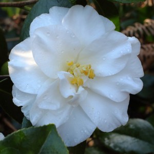 Camellia japonica 'Ice Queen'