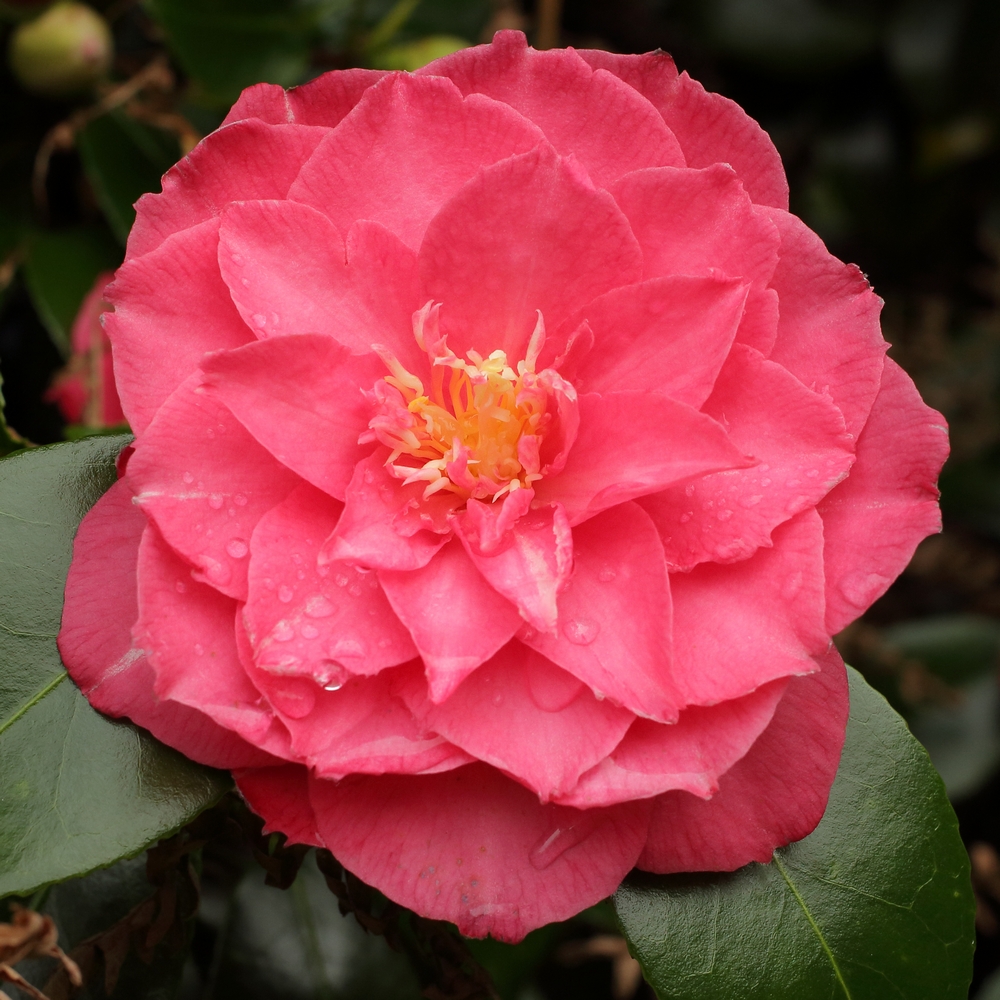 Camellia japonica 'Jean Lyne'