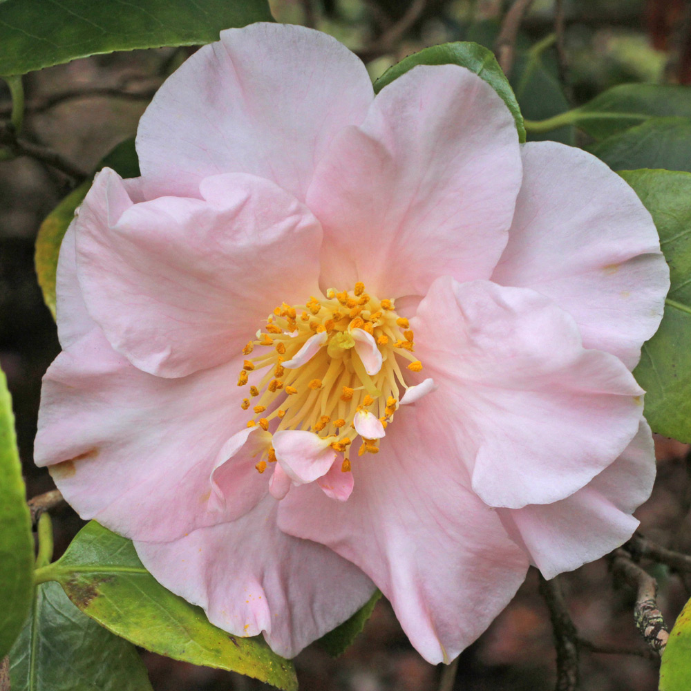 Camellia japonica 'Laurie Bray'