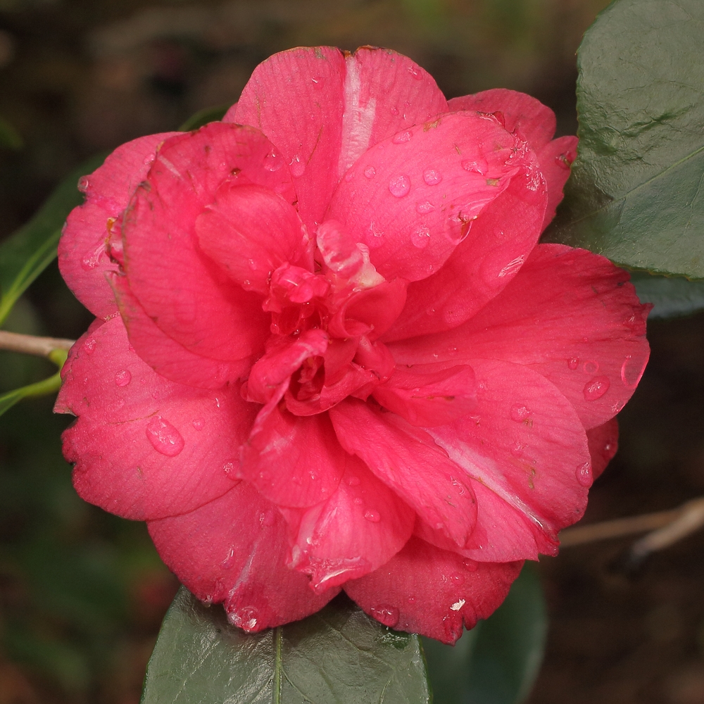 Camellia japonica 'Margaret Crozier'