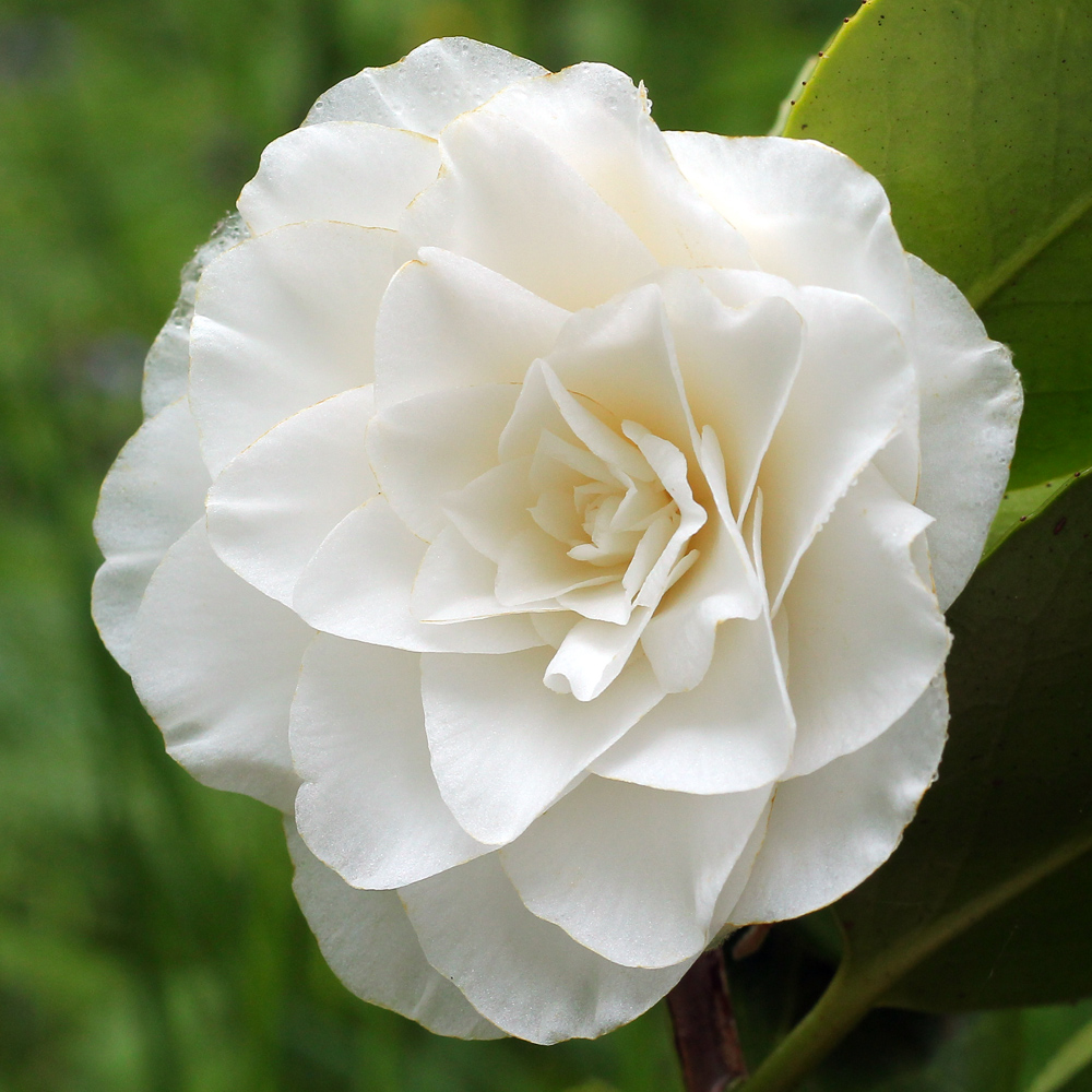 Camellia japonica 'Merrillees'