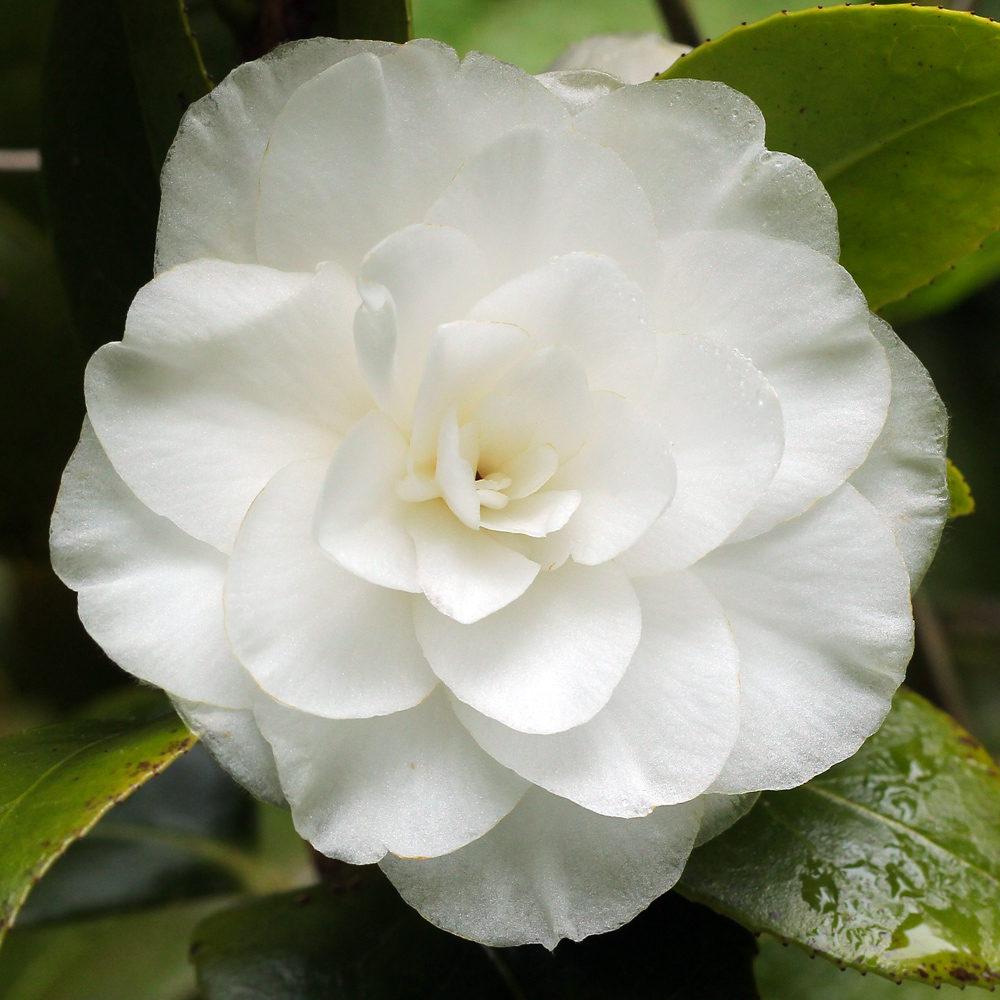 Camellia japonica 'Merrillees'
