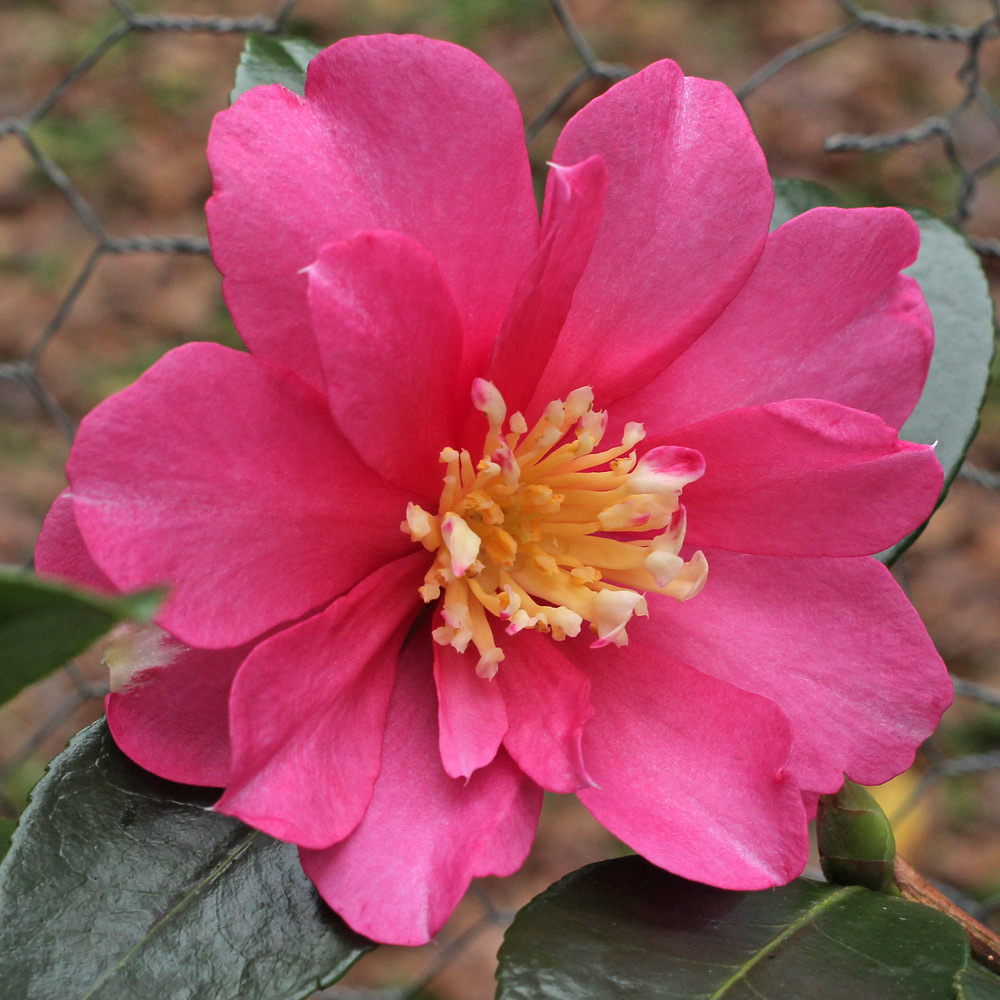 Camellia sasanqua 'Paradise Glow'