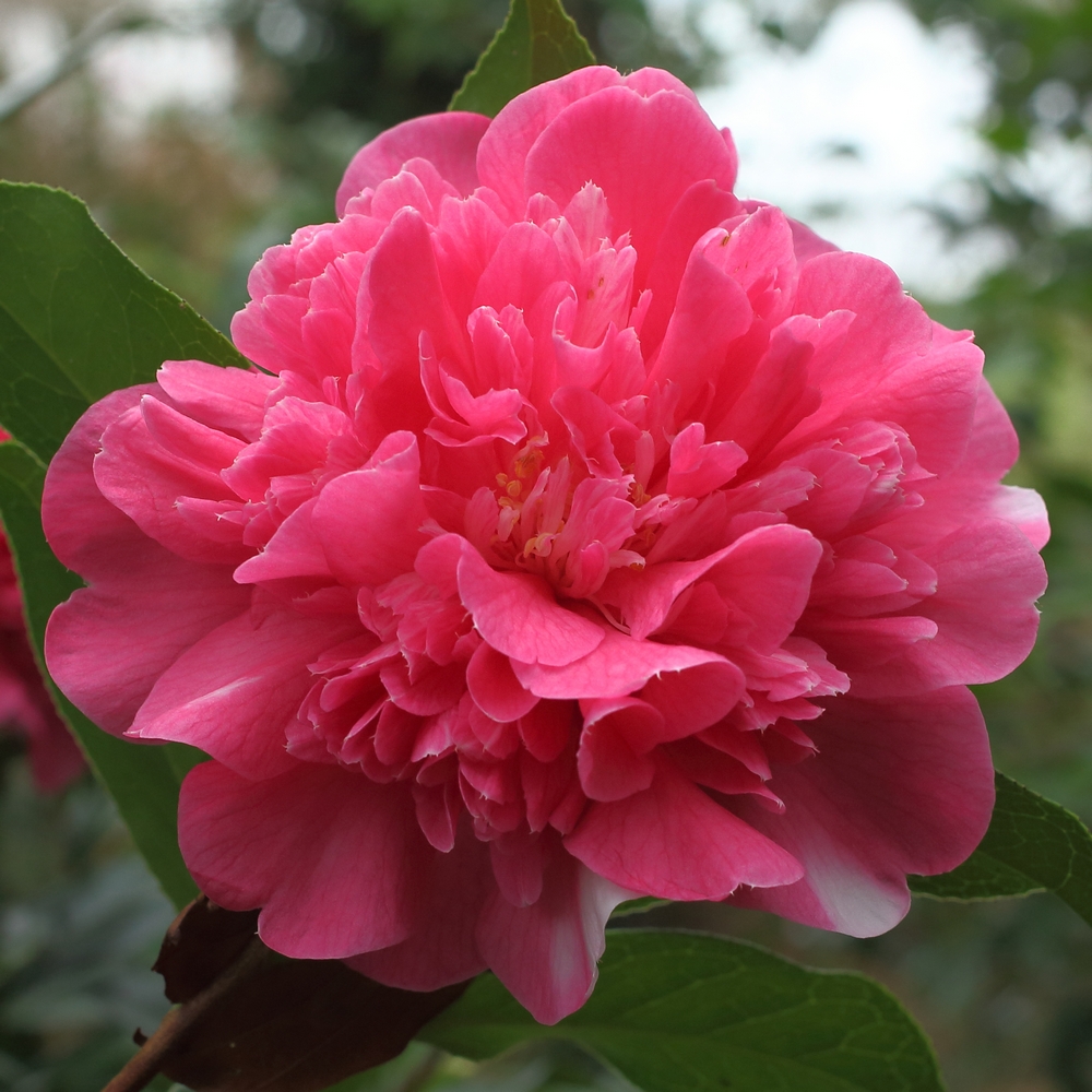 Camellia x williamsii 'Anticipation Variegated'