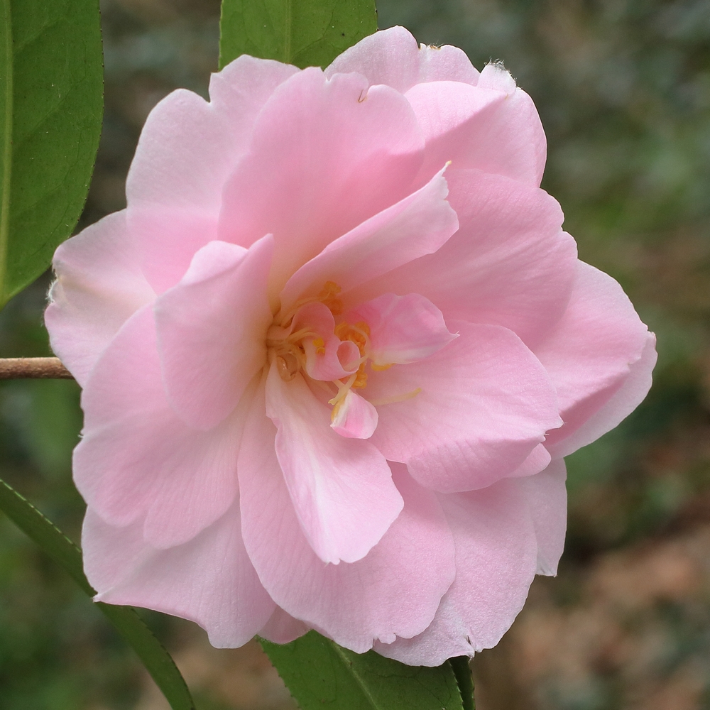 Camellia x williamsii 'Charles Colbert'