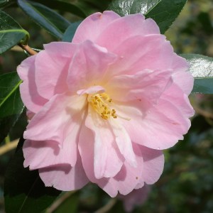 Camellia x williamsii 'Charles Colbert'