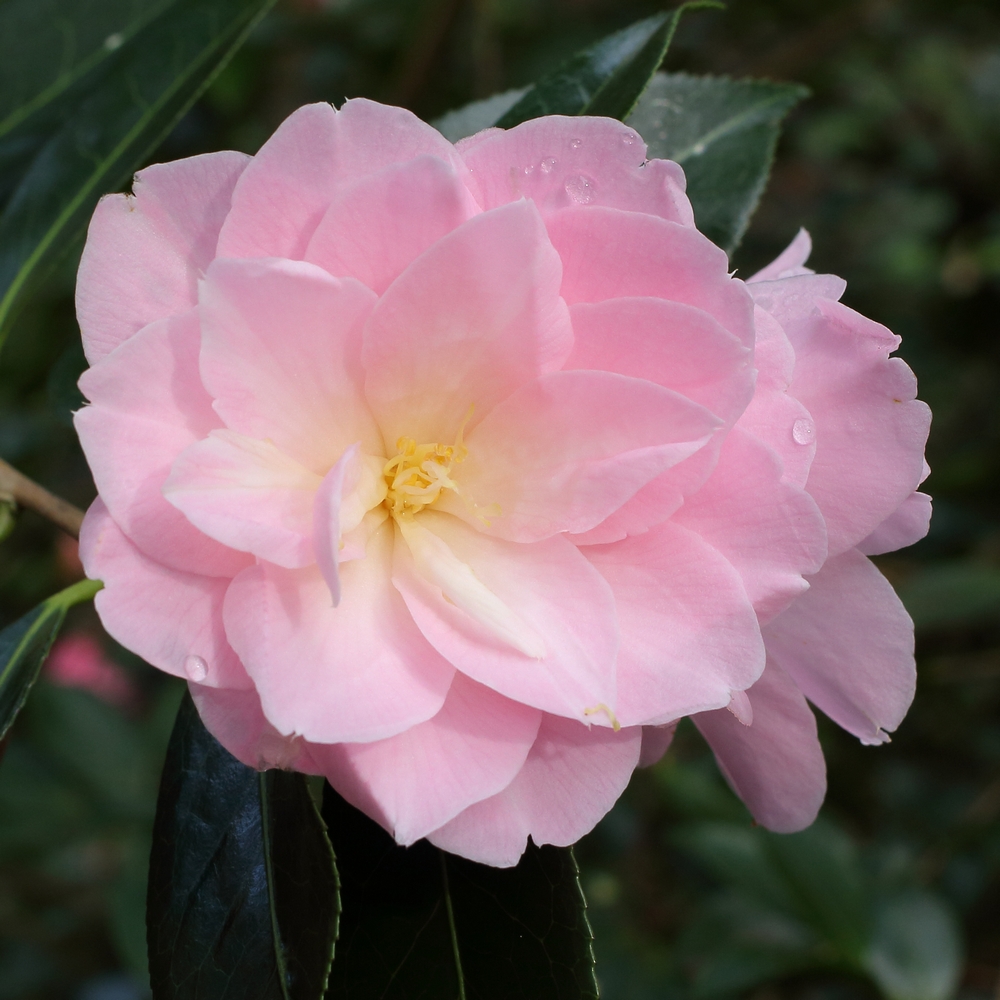 Camellia x williamsii 'Charles Colbert'